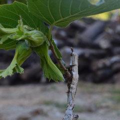 SERTİFİKALI TEK AĞAÇ SİSTEMİ AŞILI FINDIK FİDANI CORYLUS COLURNA