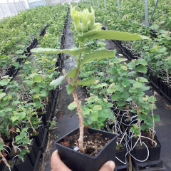 SERTİFİKALI TEK AĞAÇ SİSTEMİ AŞILI FINDIK FİDANI CORYLUS COLURNA