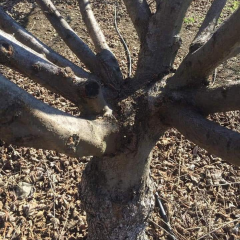 SERTİFİKALI TEK AĞAÇ SİSTEMİ AŞILI FINDIK FİDANI CORYLUS COLURNA