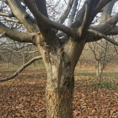 SERTİFİKALI TEK AĞAÇ SİSTEMİ AŞILI FINDIK FİDANI CORYLUS COLURNA