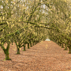 SERTİFİKALI TEK AĞAÇ SİSTEMİ AŞILI FINDIK FİDANI CORYLUS COLURNA