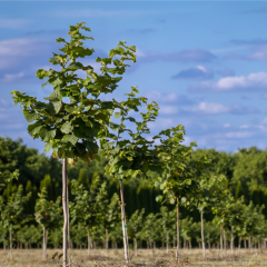 SERTİFİKALI TEK AĞAÇ SİSTEMİ AŞILI FINDIK FİDANI CORYLUS COLURNA