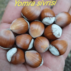 TEK AĞAÇ SİSTEMİNE UYGUN YOMRA SİVRİSİ FINDIK FİDANI