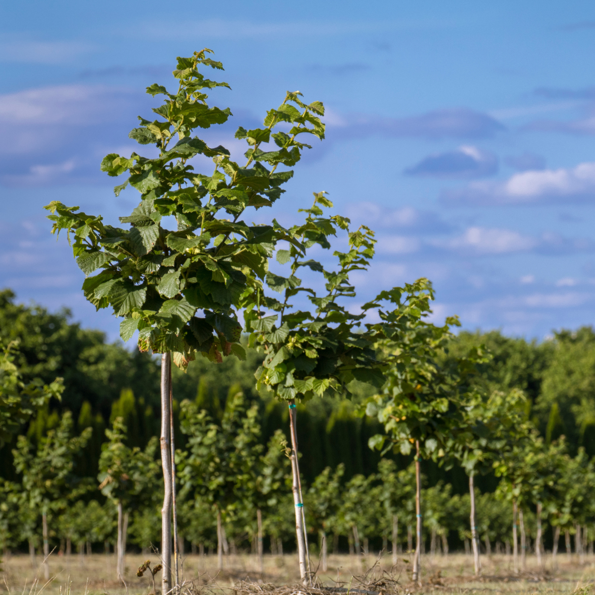 TEK AĞAÇ SİSTEMİNE UYGUN YOMRA SİVRİSİ FINDIK FİDANI