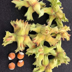 TEK AĞAÇ SİSTEMİNE UYGUN YOMRA SİVRİSİ FINDIK FİDANI