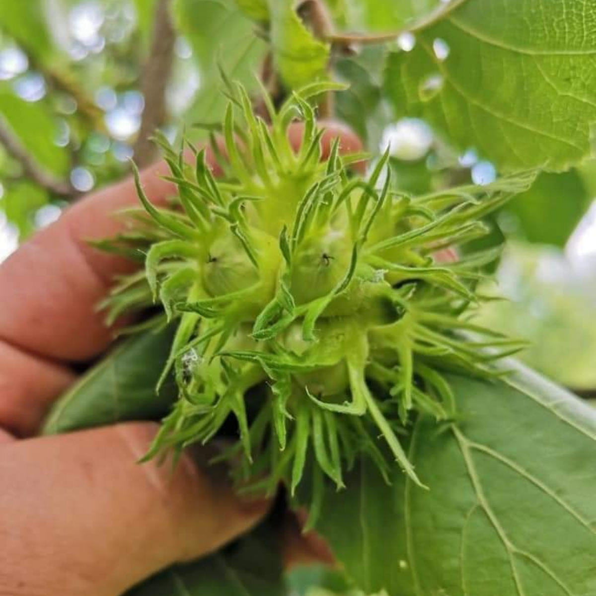 CORYLUS COLURNA BOLU FINDIĞI FİDANI AŞISIZ ANAÇ