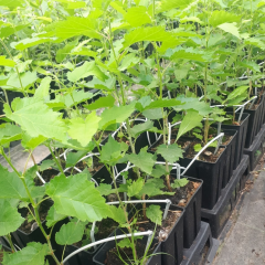 CORYLUS COLURNA BOLU FINDIĞI FİDANI AŞISIZ ANAÇ