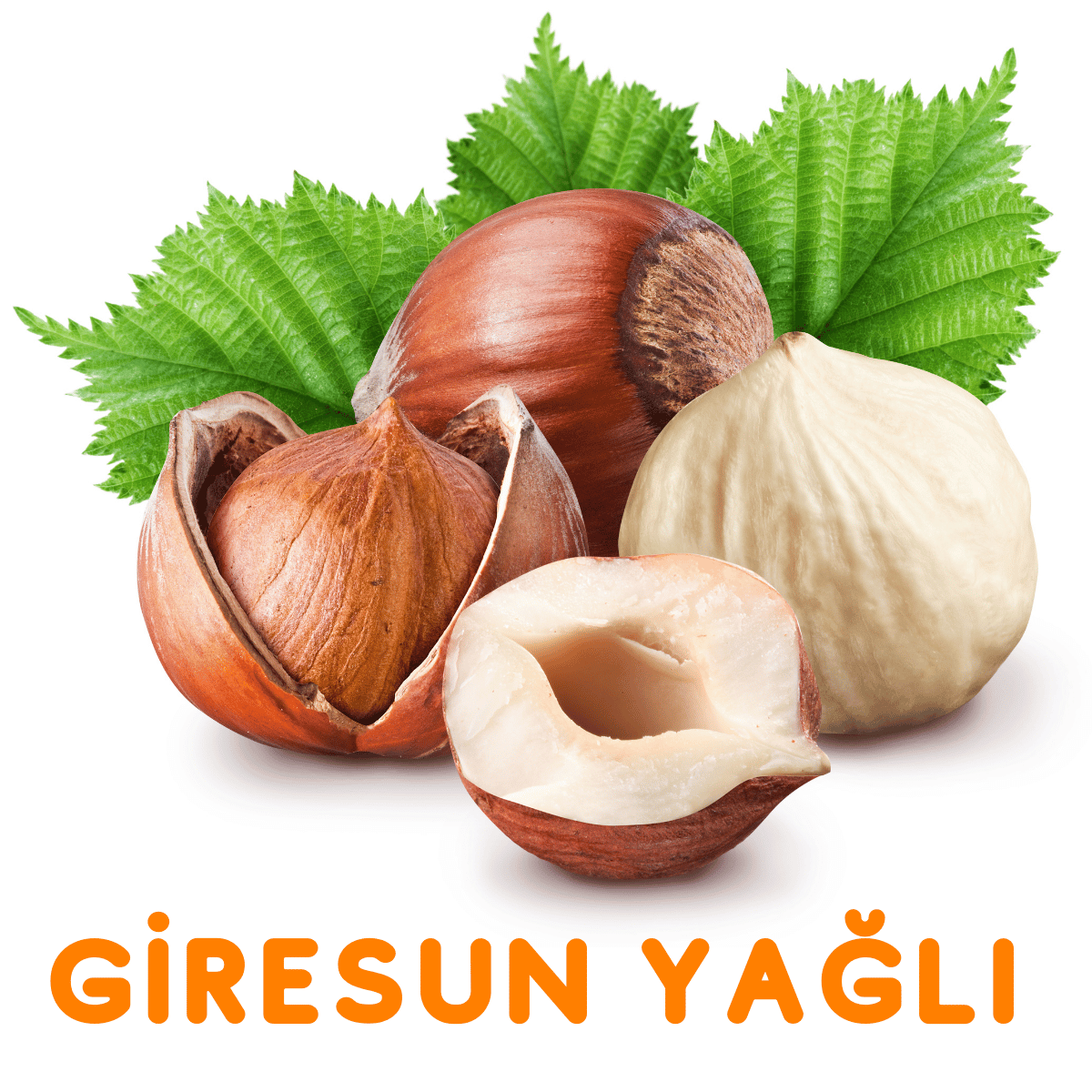 GİRESUN YAĞLI FINDIK FİDANI