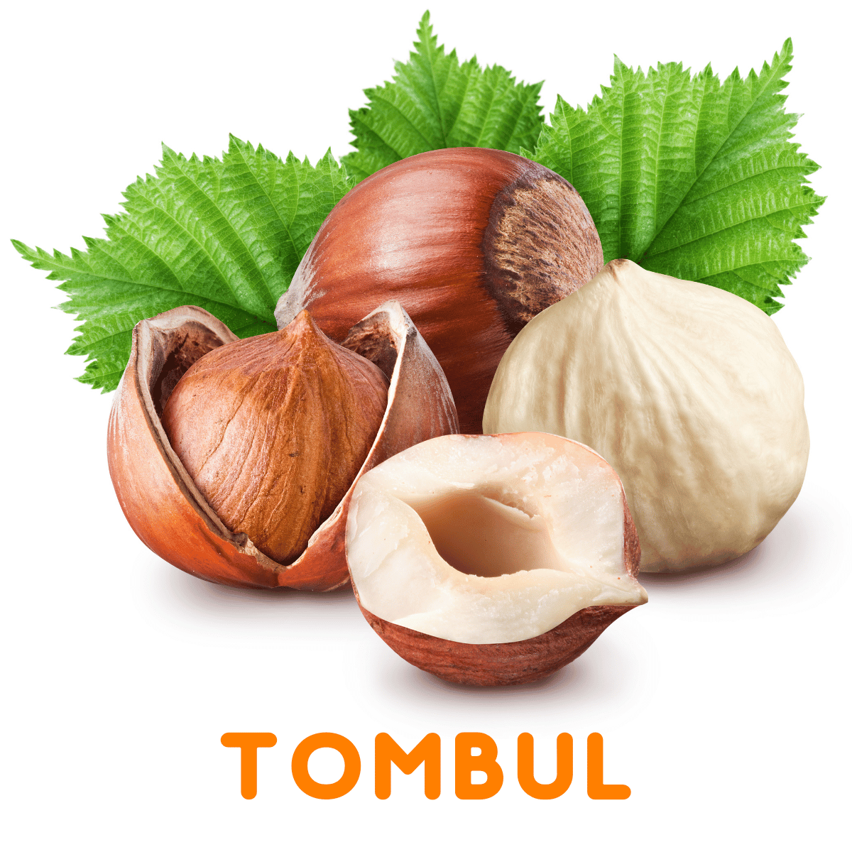 TOMBUL FINDIK FİDANI