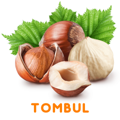 TOMBUL FINDIK FİDANI