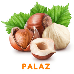PALAZ FINDIK FİDANI