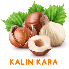KALIN KARA FINDIK FİDANI