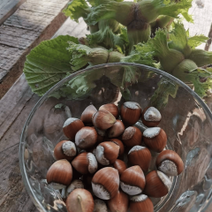 SARI ÇAKILDAK FINDIK FİDANI