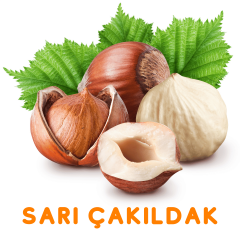 SARI ÇAKILDAK FINDIK FİDANI