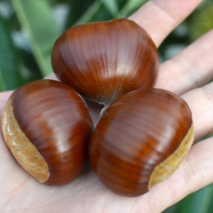 AŞILI BOUCHE DE BETIZAC KESTANE FİDANI