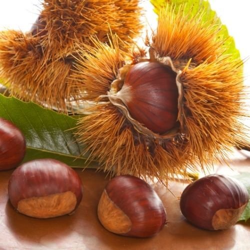 AŞILI BOUCHE DE BETIZAC KESTANE FİDANI