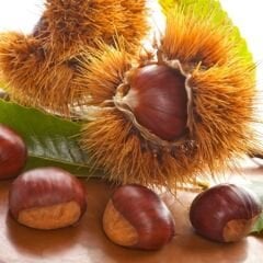 AŞILI BOUCHE DE BETIZAC KESTANE FİDANI