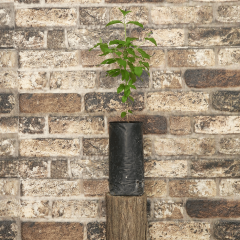 KOCAYEMİŞ DAĞ ÇİLEĞİ FİDANI