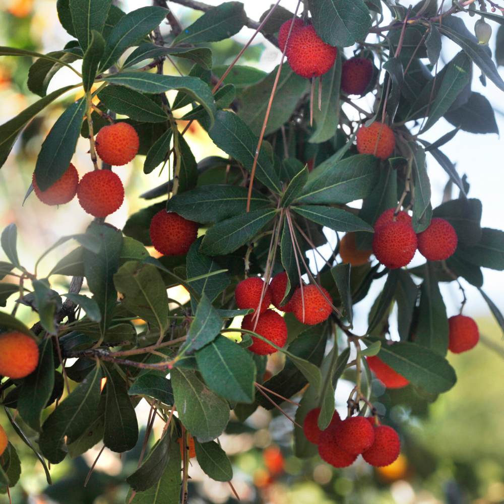 KOCAYEMİŞ DAĞ ÇİLEĞİ FİDANI
