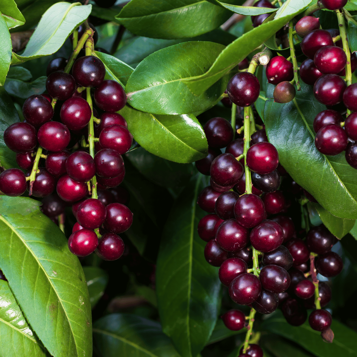 KARAYEMİŞ FİDANI LAZ KİRAZI