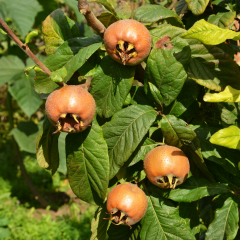 TÖNGEL FİDANI MUŞMULA