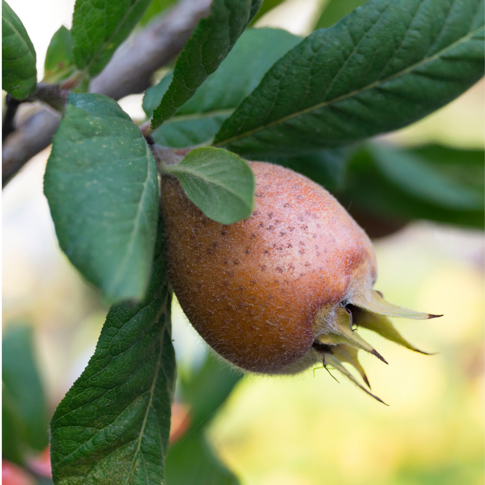 TÖNGEL FİDANI MUŞMULA