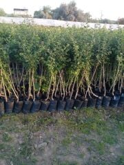 TÖNGEL FİDANI MUŞMULA