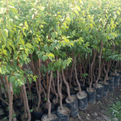 AŞILI MALATYA KAYISI FİDANI