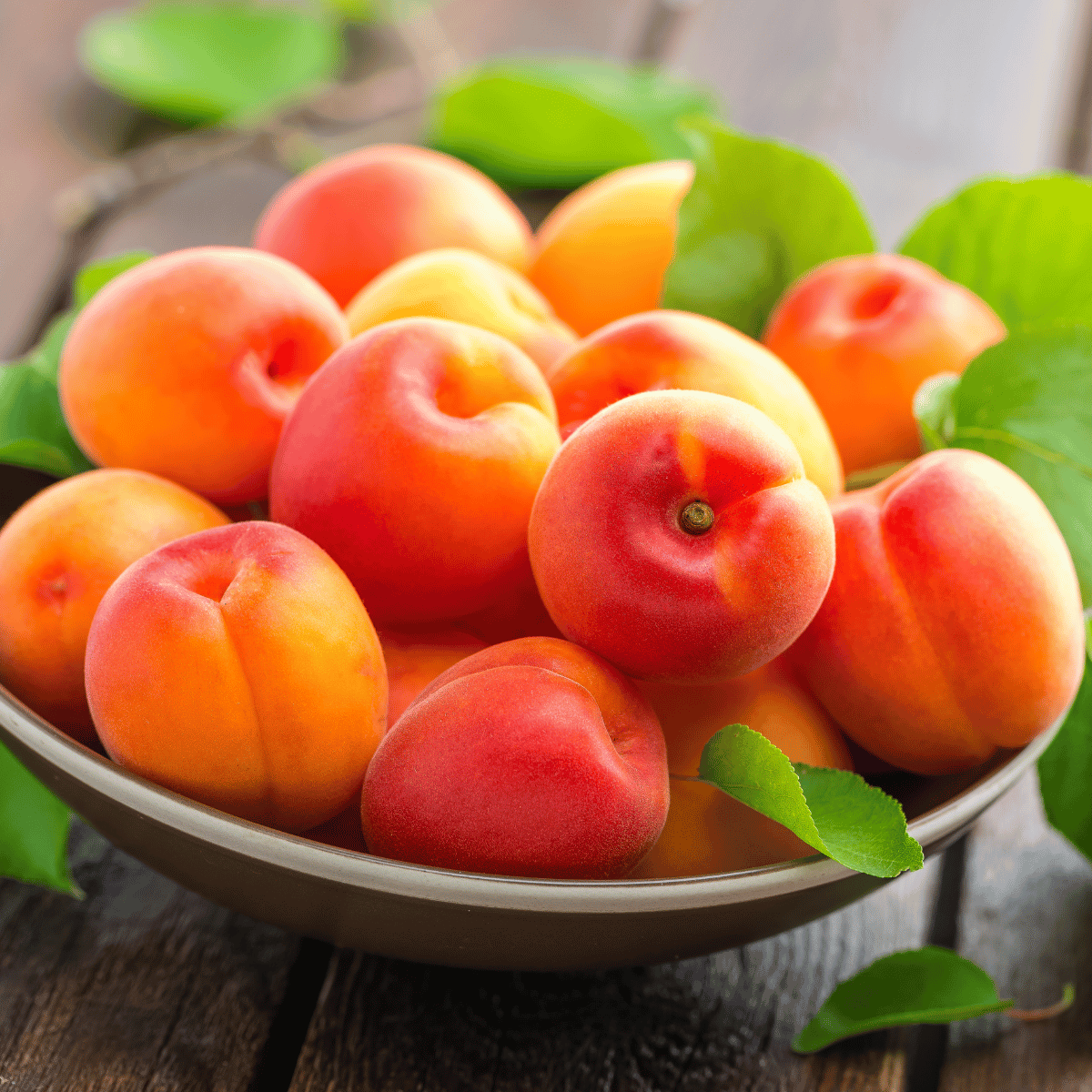 AŞILI MALATYA KAYISI FİDANI