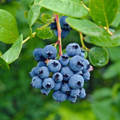 BLUEBERRY YABAN MERSİNİ FİDANI