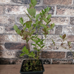 BLUEBERRY YABAN MERSİNİ FİDANI