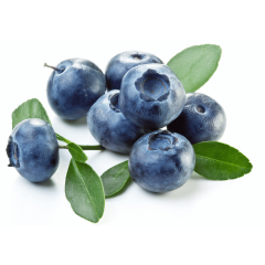 BLUEBERRY YABAN MERSİNİ FİDANI