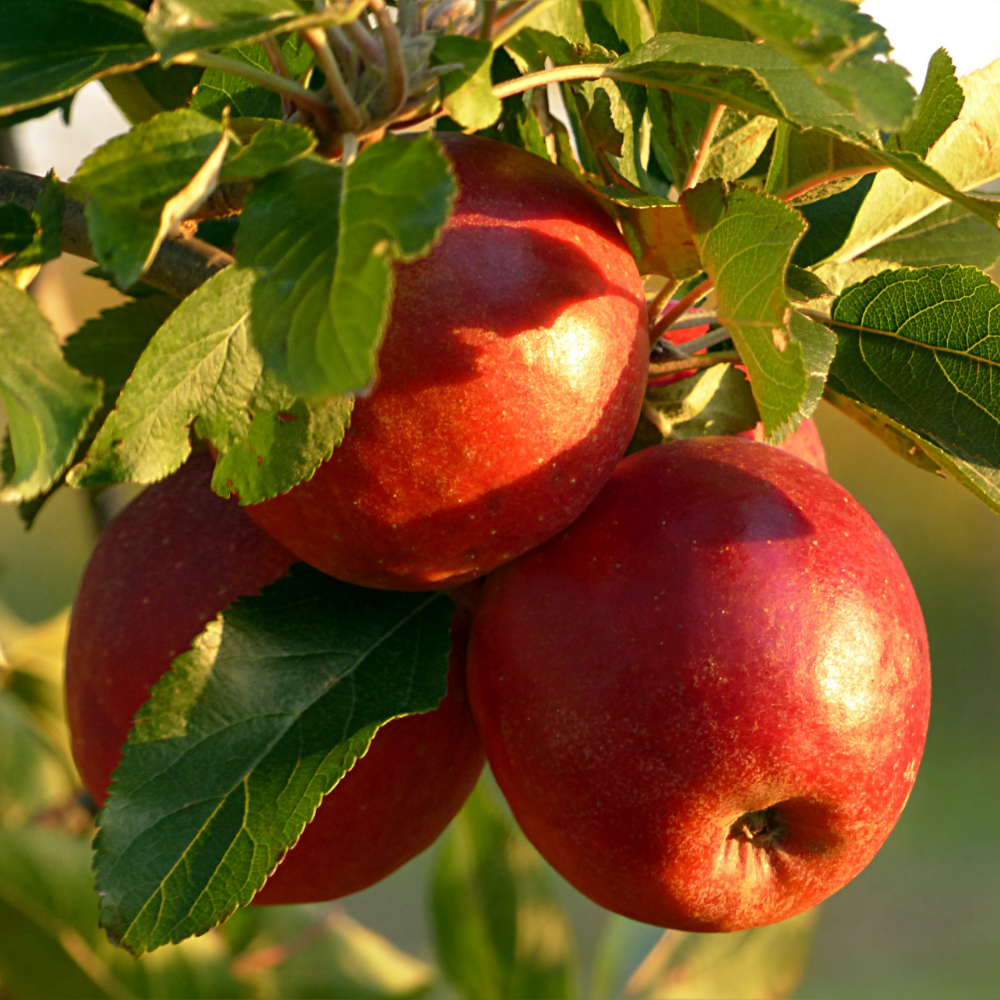 AŞILI STARKING ELMA FİDANI KIRMIZI