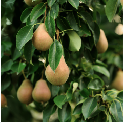 SANTA MARIA ARMUT FİDANI