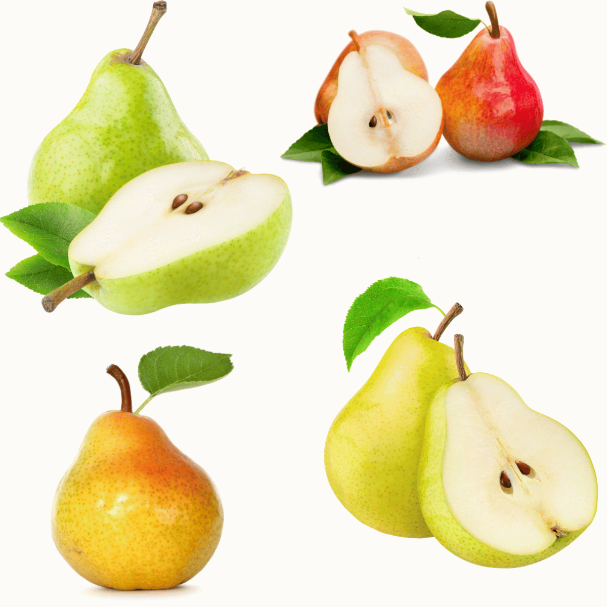 SANTA MARIA ARMUT FİDANI