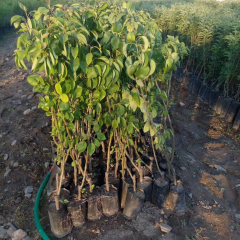 SANTA MARIA ARMUT FİDANI