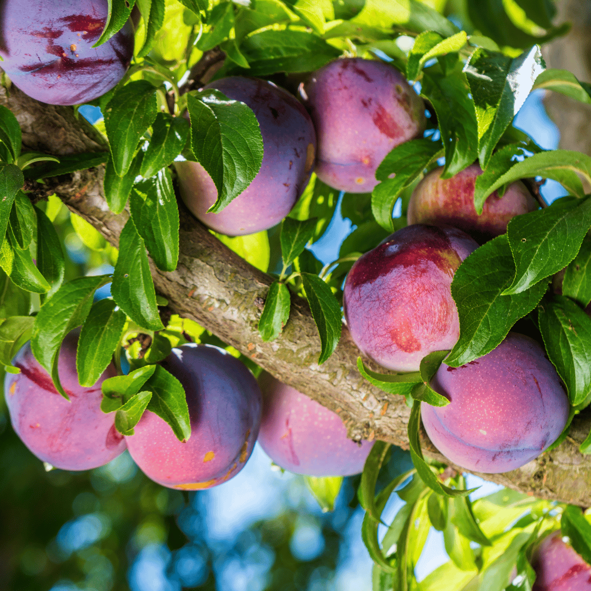 ANJELIKA ERİK FİDANI