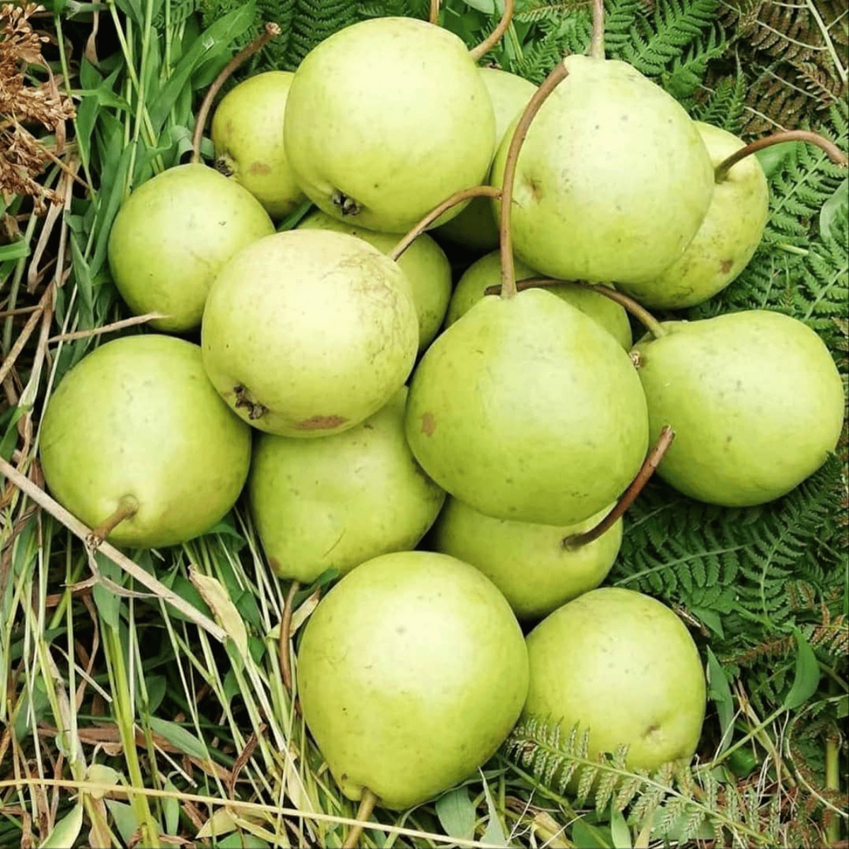 AKÇAKOCA EĞRİSAP ARMUT FİDANI